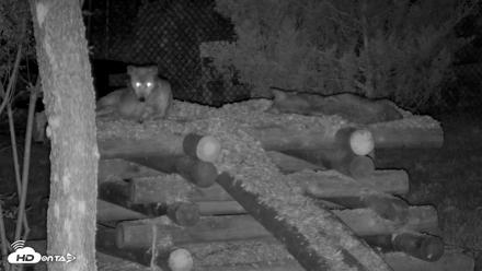 Red Wolves Live Webcam at the Wolf Conservation Center - Jul 17, 2026, 10:34pm EDT