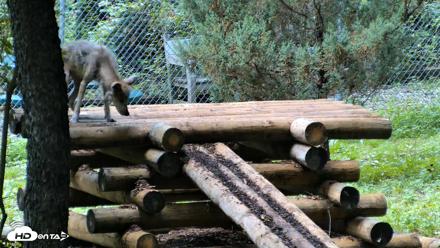 Red Wolves Live Webcam at the Wolf Conservation Center - Aug 13, 2026, 1:52pm EDT