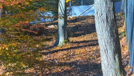 Red Wolves Live Webcam at the Wolf Conservation Center - Nov 2, 2025, 1:46pm EST