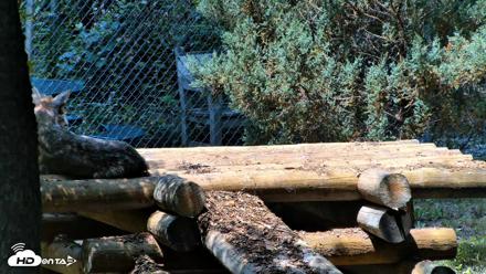 Red Wolves Live Webcam at the Wolf Conservation Center - Jul 27, 2026, 12:46pm EDT