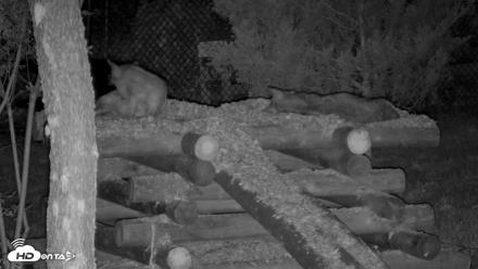 Red Wolves Live Webcam at the Wolf Conservation Center - Jul 17, 2026, 10:31pm EDT