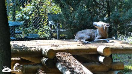 Red Wolves Live Webcam at the Wolf Conservation Center - Jul 27, 2026, 2:51pm EDT