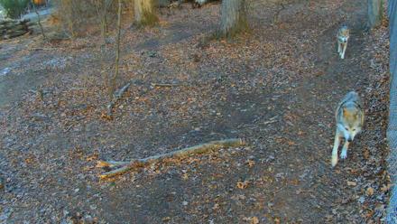 Red Wolves Live Webcam at the Wolf Conservation Center - Dec 7, 2025, 8:35am EST