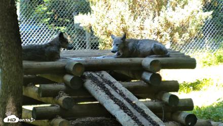 Red Wolves Live Webcam at the Wolf Conservation Center - Aug 14, 2026, 11:41am EDT