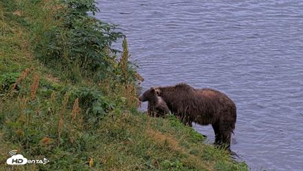 Kodiak Alaska Brown Bears Live Webcam - Aug 19, 2026, 9:29pm AKDT