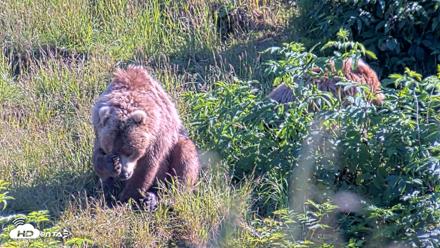 Kodiak Alaska Brown Bears Live Webcam - Jul 30, 2026, 6:05pm AKDT