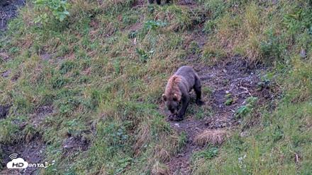 Kodiak Alaska Brown Bears Live Webcam - Aug 13, 2026, 11:52am AKDT