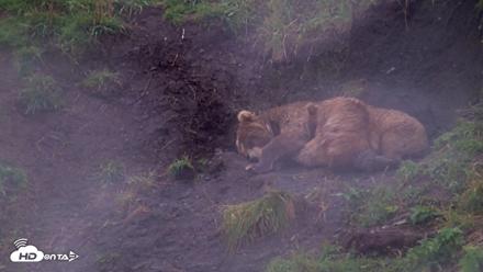 Kodiak Alaska Brown Bears Live Webcam - Aug 13, 2026, 5:34pm AKDT