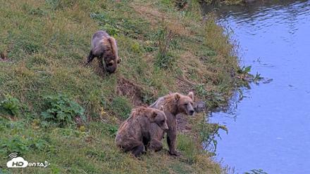Kodiak Alaska Brown Bears Live Webcam - Aug 14, 2026, 8:39pm AKDT