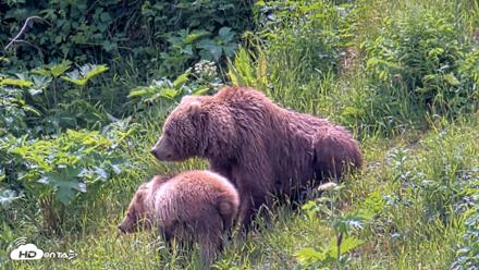 Kodiak Alaska Brown Bears Live Webcam - Jul 15, 2026, 1:51pm AKDT