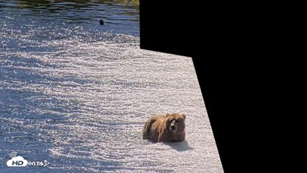 Kodiak Alaska Brown Bears Live Webcam - Jul 26, 2026, 12:38pm AKDT