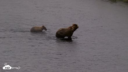 Kodiak Alaska Brown Bears Live Webcam - Aug 4, 2026, 7:46am AKDT