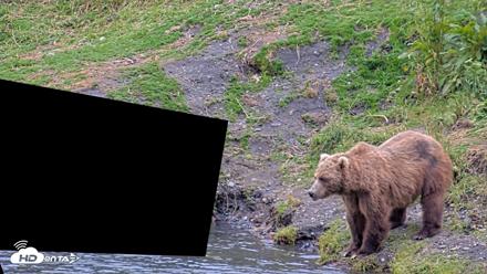 Kodiak Alaska Brown Bears Live Webcam - Aug 4, 2026, 8:56pm AKDT