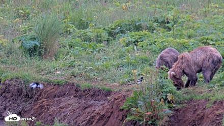Kodiak Alaska Brown Bears Live Webcam - Aug 10, 2026, 6:29pm AKDT