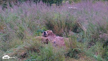 Kodiak Alaska Brown Bears Live Webcam - Aug 7, 2026, 7:59am AKDT