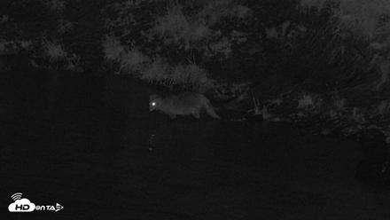 Kodiak Alaska Brown Bears Live Webcam - Aug 21, 2026, 3:28am AKDT