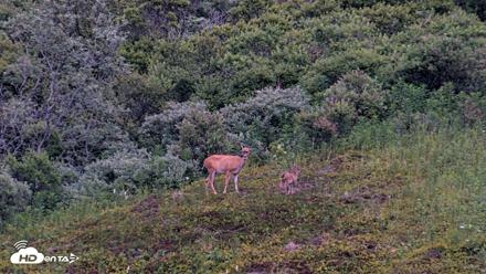Kodiak Alaska Brown Bears Live Webcam - Aug 9, 2026, 9:47pm AKDT