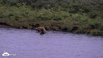 Kodiak Alaska Brown Bears Live Webcam - Jul 31, 2026, 10:42pm AKDT