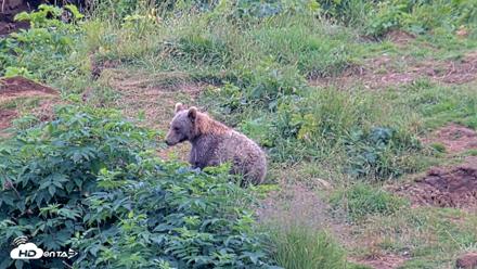 Kodiak Alaska Brown Bears Live Webcam - Aug 9, 2026, 5:22pm AKDT