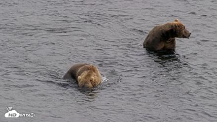 Kodiak Alaska Brown Bears Live Webcam - Aug 9, 2026, 3:50pm AKDT