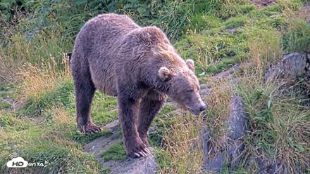 Kodiak Alaska Brown Bears Live Webcam - Aug 23, 2026, 5:10pm AKDT