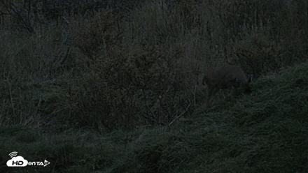 Kodiak Alaska Brown Bears Live Webcam - Oct 6, 2026, 8:02pm AKDT