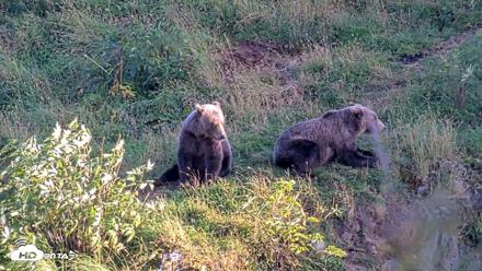 Kodiak Alaska Brown Bears Live Webcam - Aug 26, 2026, 7:50pm AKDT