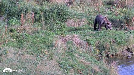 Kodiak Alaska Brown Bears Live Webcam - Aug 23, 2026, 5:56pm AKDT