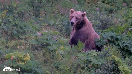 Kodiak Alaska Brown Bears Live Webcam - Aug 15, 2026, 6:44pm AKDT