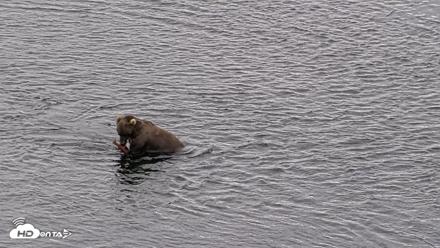 Kodiak Alaska Brown Bears Live Webcam - Aug 11, 2026, 10:21am AKDT
