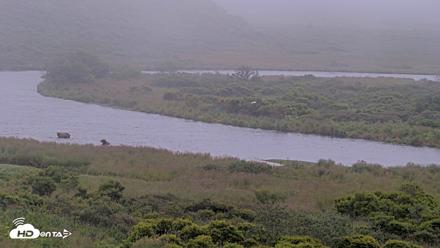 Kodiak Alaska Brown Bears Live Webcam - Aug 9, 2026, 9:06am AKDT