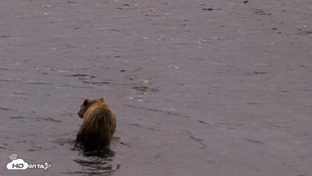 Kodiak Alaska Brown Bears Live Webcam - Aug 19, 2026, 7:26am AKDT