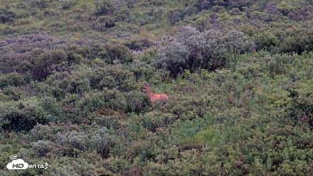 Kodiak Alaska Brown Bears Live Webcam - Aug 13, 2026, 7:48am AKDT