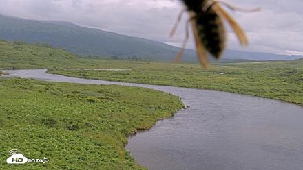 Kodiak Alaska Brown Bears Live Webcam - Jul 20, 2026, 6:39pm AKDT