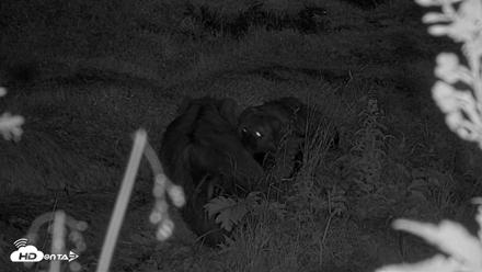 Kodiak Alaska Brown Bears Live Webcam - Aug 17, 2026, 10:19pm AKDT