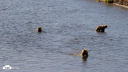 Kodiak Alaska Brown Bears Live Webcam - Jul 30, 2026, 11:13am AKDT