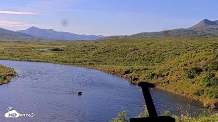 Kodiak Alaska Brown Bears Live Webcam - Jul 30, 2026, 9:26am AKDT