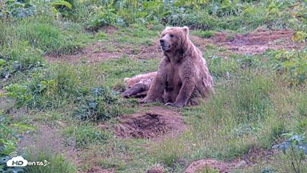 Kodiak Alaska Brown Bears Live Webcam - Aug 11, 2026, 4:27pm AKDT