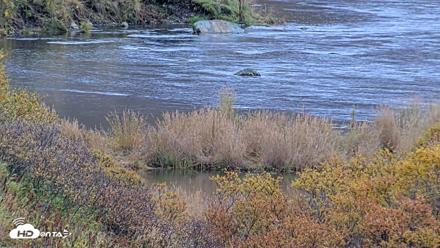Kodiak Alaska Brown Bears Live Webcam - Oct 6, 2026, 11:27am AKDT
