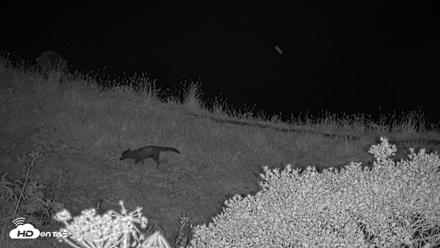 Kodiak Alaska Brown Bears Live Webcam - Aug 18, 2026, 10:44pm AKDT