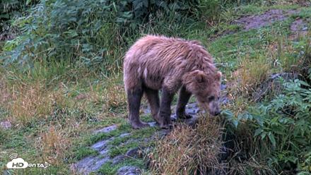 Kodiak Alaska Brown Bears Live Webcam - Aug 13, 2026, 6:57am AKDT