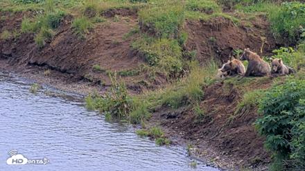Kodiak Alaska Brown Bears Live Webcam - Aug 9, 2026, 4:16pm AKDT