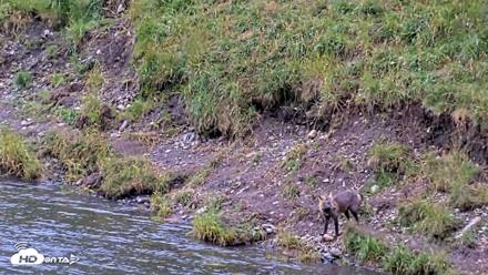 Kodiak Alaska Brown Bears Live Webcam - Aug 15, 2026, 11:26am AKDT