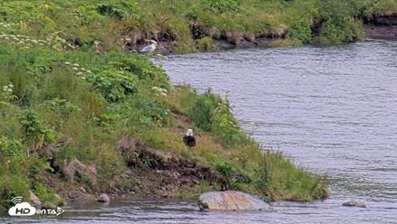 Kodiak Alaska Brown Bears Live Webcam - Aug 4, 2026, 8:52pm AKDT