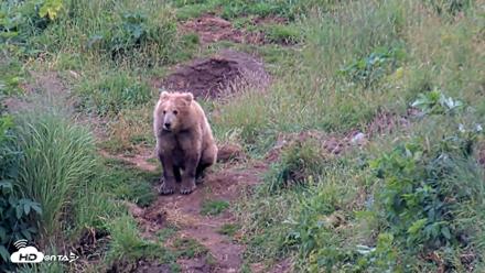 Kodiak Alaska Brown Bears Live Webcam - Aug 6, 2026, 8:30pm AKDT