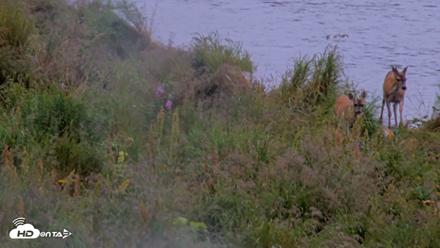 Kodiak Alaska Brown Bears Live Webcam - Aug 19, 2026, 11:09am AKDT