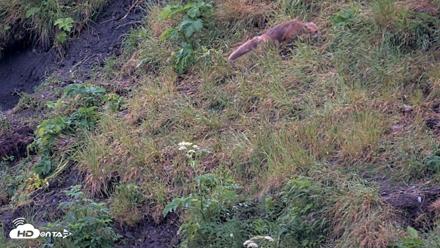 Kodiak Alaska Brown Bears Live Webcam - Jul 27, 2026, 10:36pm AKDT