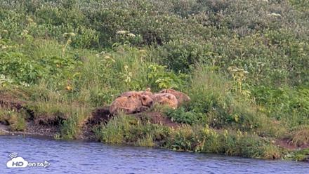 Kodiak Alaska Brown Bears Live Webcam - Aug 7, 2026, 6:53pm AKDT