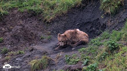 Kodiak Alaska Brown Bears Live Webcam - Aug 17, 2026, 8:08pm AKDT