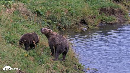 Kodiak Alaska Brown Bears Live Webcam - Aug 20, 2026, 8:25pm AKDT